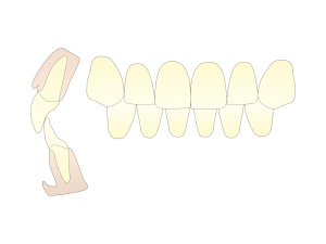藤が丘駅徒歩1分の歯医者「マイデンタルオフィス藤が丘」で前歯が内側に傾いている？その原因やリスク、治療法を解説